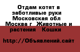 Отдам котят в заботливые руки - Московская обл., Москва г. Животные и растения » Кошки   